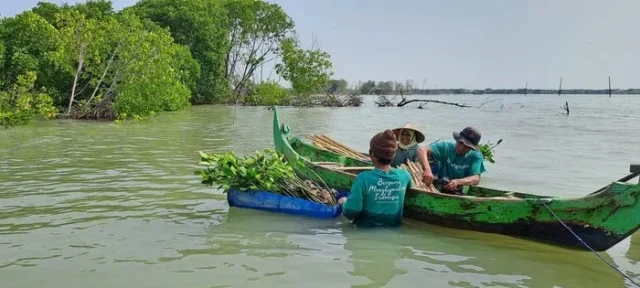 Hari Populasi Dunia, Kampanye Tanam Pohon di Bedono Jadi Contoh Mitigasi Abrasi Pesisir