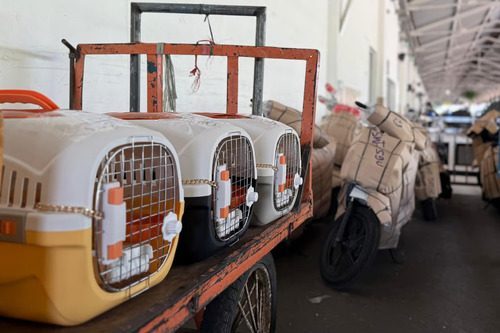 Pengiriman Hewan Peliharaan KAI Logistik Tembus 74.637 Ekor pada Semester I 2025