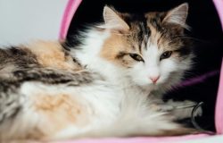 Cegah Kucing Diare Karena Salah Makan