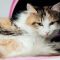 Cegah Kucing Diare Karena Salah Makan