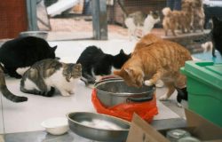 5 Kelebihan Adopsi Kucing Dari Shelter
