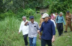 Didorong Kementan, Holding Perkebunan Nusantara Percepat Hilirisasi Gambir Nasional