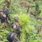 Jenderal Lucky Avianto Turun Gunung Hancurkan Ladang Ganja Di Pedalaman Rimba, Paska ‘Dilegalkan’ OPM Papua