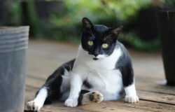 Penyebab Perut Kucing Membesar dan Cara Mengatasinya