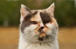 Jangan Panik, Ini Langkah Awal Saat Mata Kucing Mulai Bermasalah