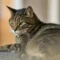 Mengenal Kucing Mujair, Kucing Lokal dengan Karakter Unik yang Banyak Disukai